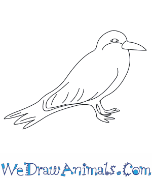 300x350 how to draw an inca tern - Inca Drawings