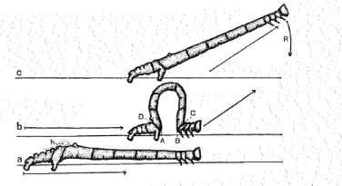 376x205 mathematical model of inchworm locomotion - Inchworm Drawing