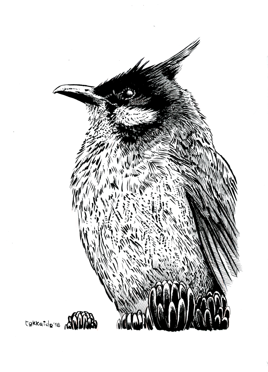 865x1200 Bird Ii India Ink Original Art Painting - India Ink Drawing