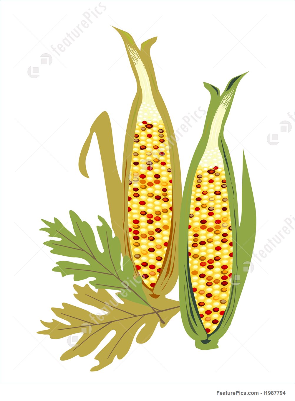 1002x1360 Food Isolated Indian Corn - Indian Corn Drawing