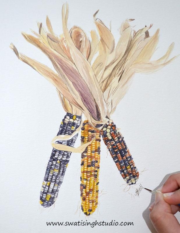 618x800 How To Paint Indian Corn In Watercolor - Indian Corn Drawing