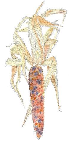 250x481 Indian Corn Pen And Ink And Watercolor - Indian Corn Drawing