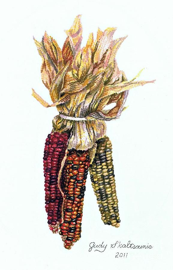 577x900 Indian Corn Canvas Print Canvas Art - Indian Corn Drawing