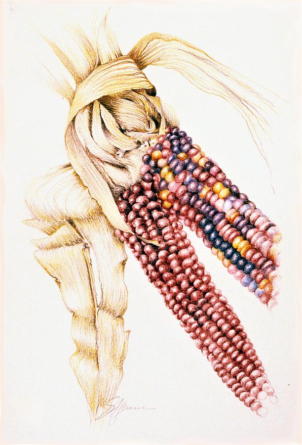 612x900 Indian Corn Drawing - Indian Corn Drawing