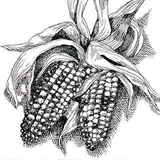 320x320 Indian Corn Food Art Ink Pen Drawings, Corn Drawing, Vegetable - Indian Corn Drawing