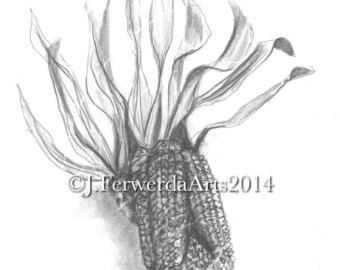 340x270 Indian Corn Drawing Etsy - Indian Corn Drawing