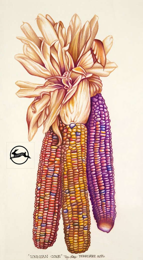 570x1036 Items Similar To Indian Corn - Indian Corn Drawing
