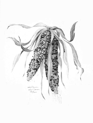 378x500 Kent Darwin Arts - Indian Corn Drawing