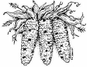 300x232 Indian Corn Bunch Medium - Indian Corn Drawing