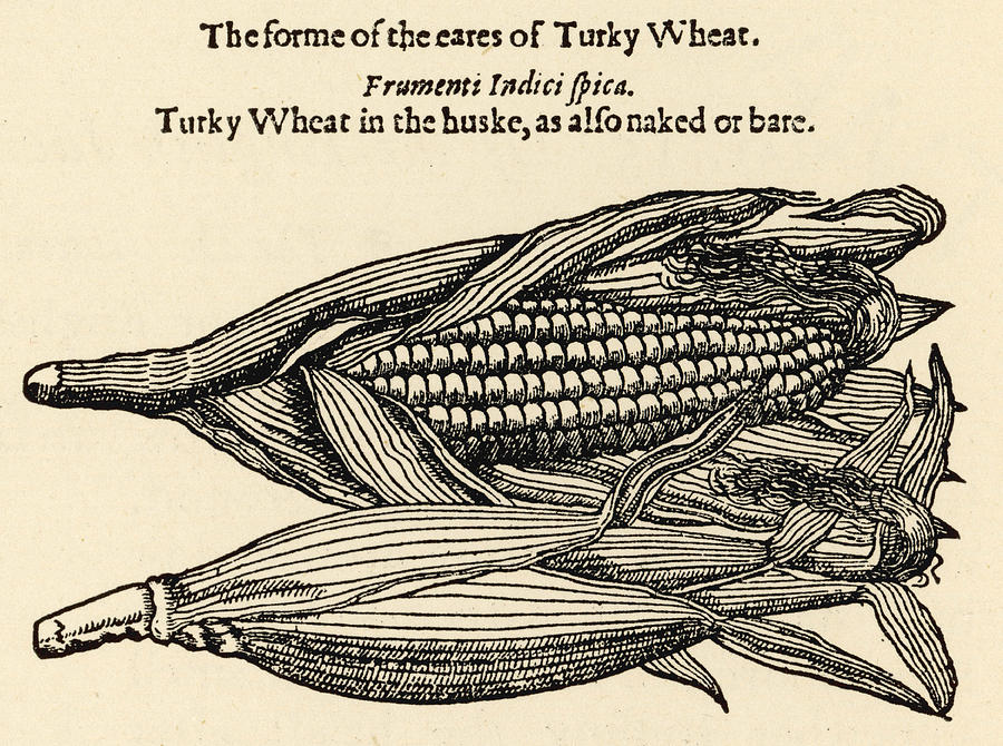 900x670 Maize, Or Indian Corn, Named - Indian Corn Drawing