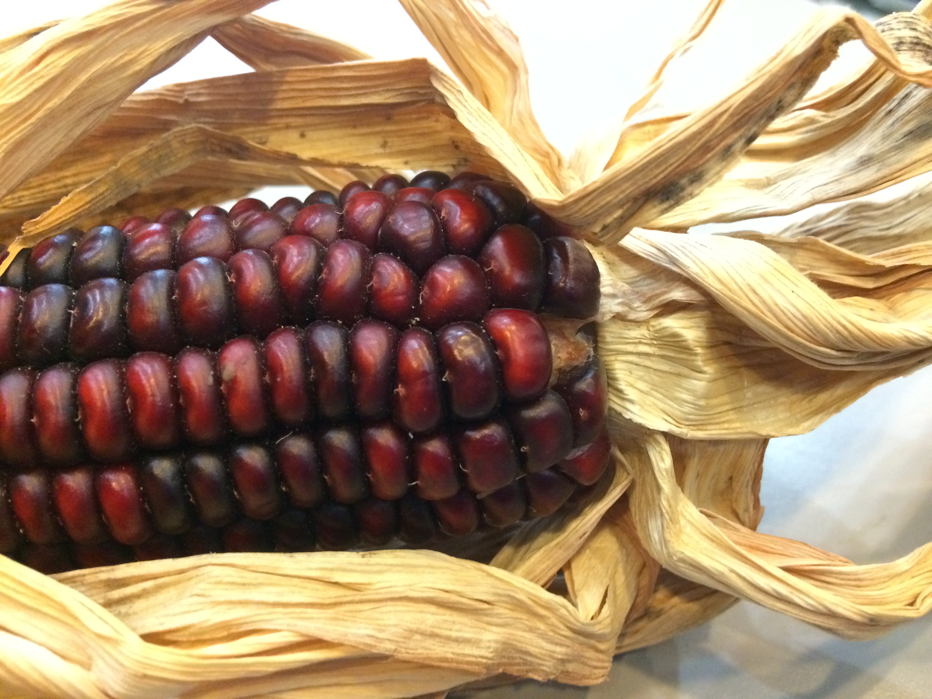 3264x2448 Portfolio Corn Drawing Ecofriendlyl's Blog - Indian Corn Drawing