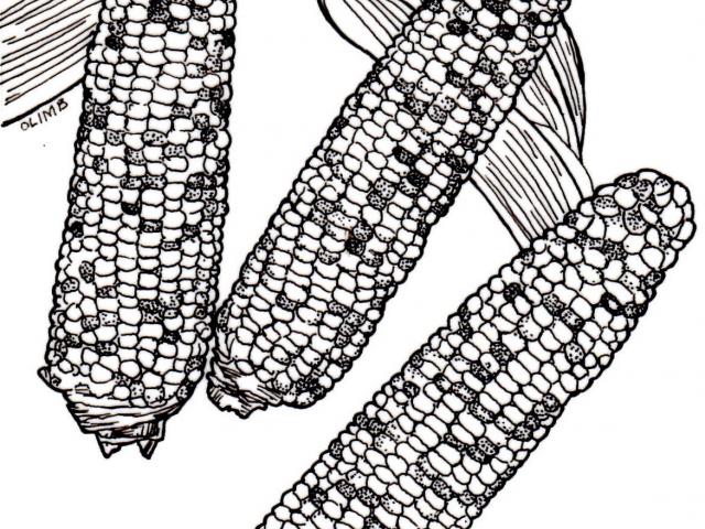 640x480 Drawn Corn Indian Corn - Indian Corn Drawing