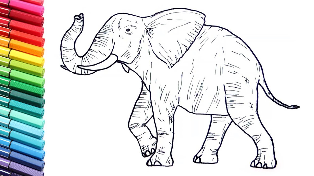 1280x720 Drawing And Coloring A Elephant - Indian Elephant Drawing Color