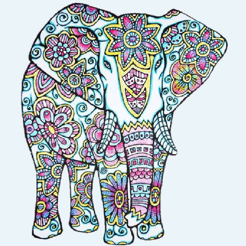 816x815 Elephant Coloring - Indian Elephant Drawing Color
