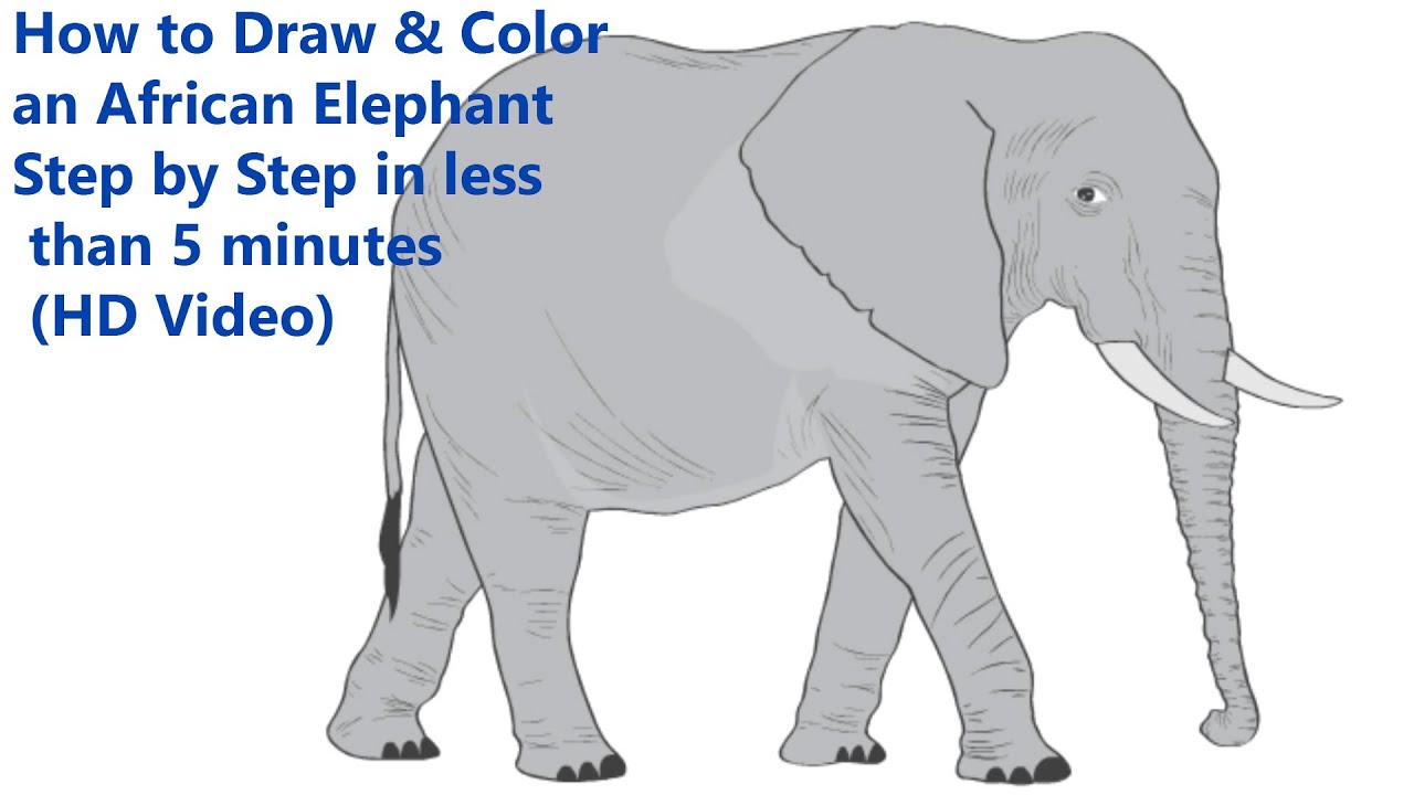 Elephant рисунок. Majestic Elephant рисунок. Draw an Elephant Step by Step. How to draw Elephant.