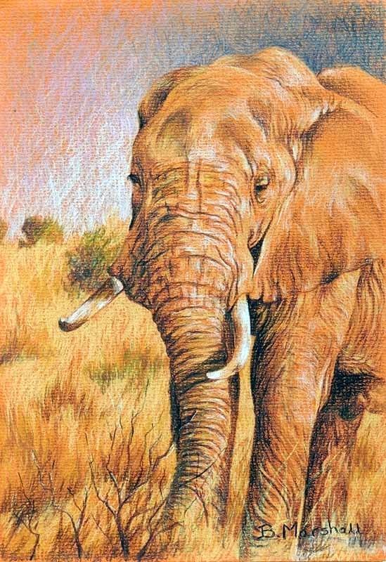 549x800 African Elephant Color Elephant Drawing African Bush Elephant - Indian Elephant Drawing Color