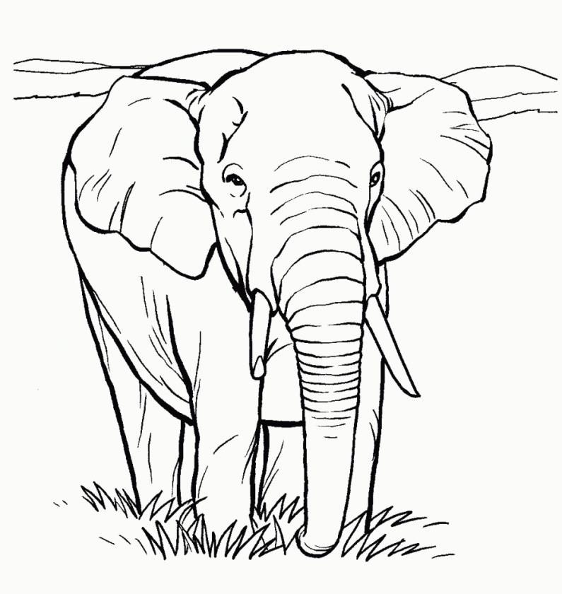 795x840 Coloring Pages Of Elephants Inspirational Photos Elephant Line - Indian Elephant Line Drawing