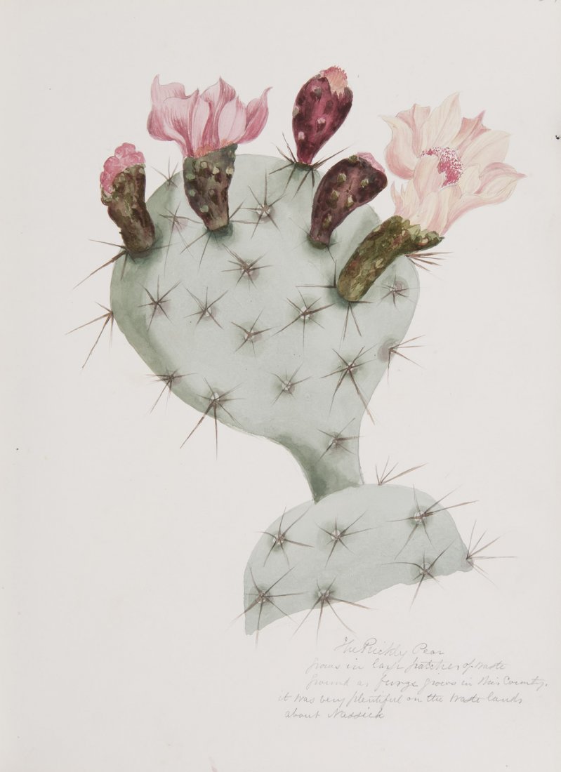 799x1100 Indian Drawings Flowers Butt Flowers Of The Bombay - Indian Flower Drawing