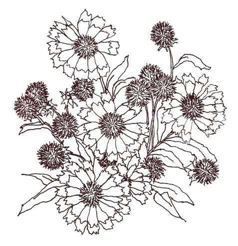477x492 Indian Flower Drawings - Indian Flower Drawing