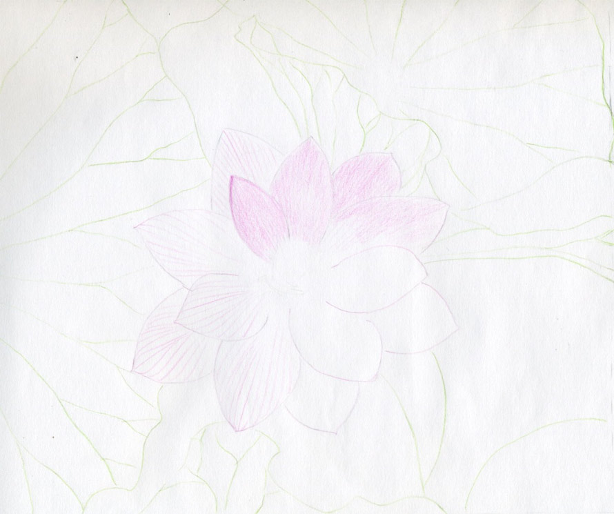 890x745 Lotus Flower Drawings Made Easy - Indian Flower Drawing
