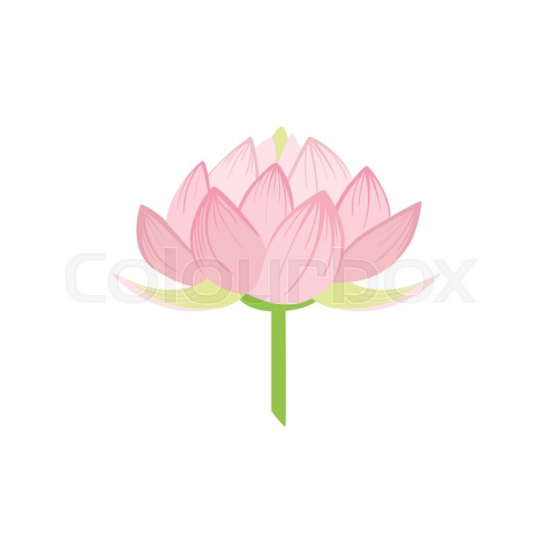 800x800 Padma Lotus Sacred Indian Flower Stock Vector Colourbox - Indian Flower Drawing