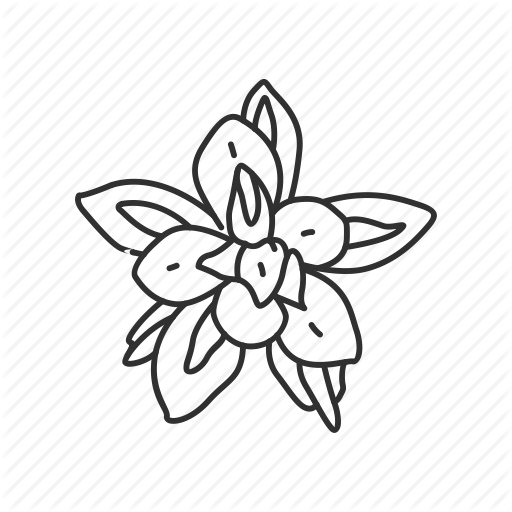 512x512 Flower, Indian Paintbrush, State, State Flower, State Symbol, Usa - Indian Flower Drawing