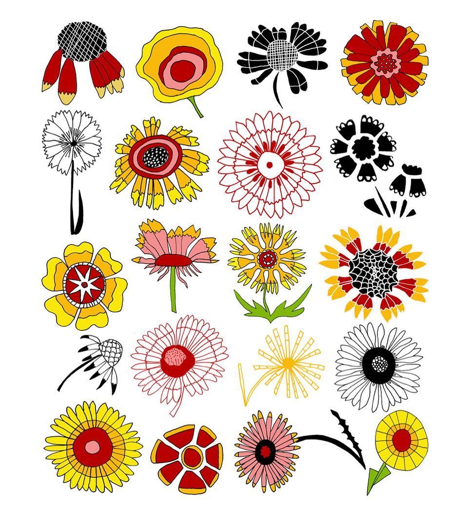 970x1045 Gaillardia Pullchella Aka Indian Blanket This Drawing - Indian Flower Drawing