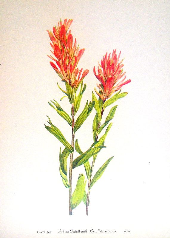 570x798 flower print indian paintbrush owl clover - Indian Paintbrush Drawing