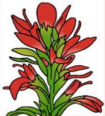 208x231 free indian paintbrush clipart - Indian Paintbrush Drawing