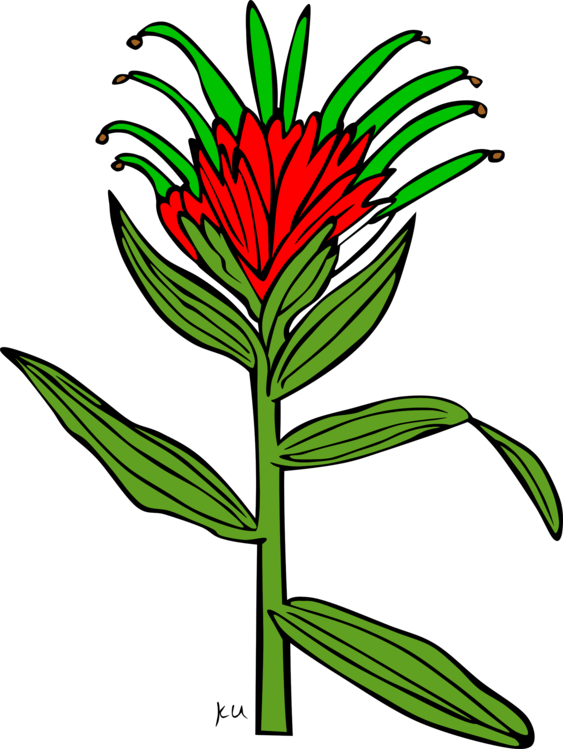 Indian Paintbrush Drawing at Explore collection of