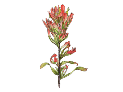 400x300 hallie rose taylor projects driftwood dribbble - Indian Paintbrush Drawing