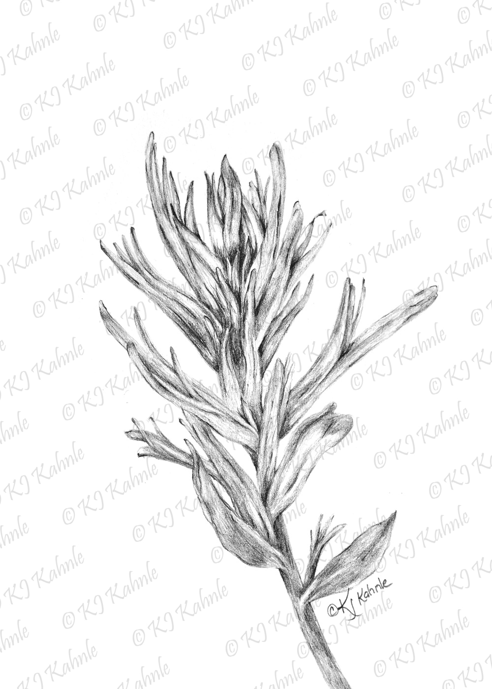 1000x1400 indian paint brush - Indian Paintbrush Drawing