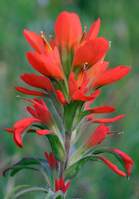 272x390 indian paintbrush - Indian Paintbrush Drawing
