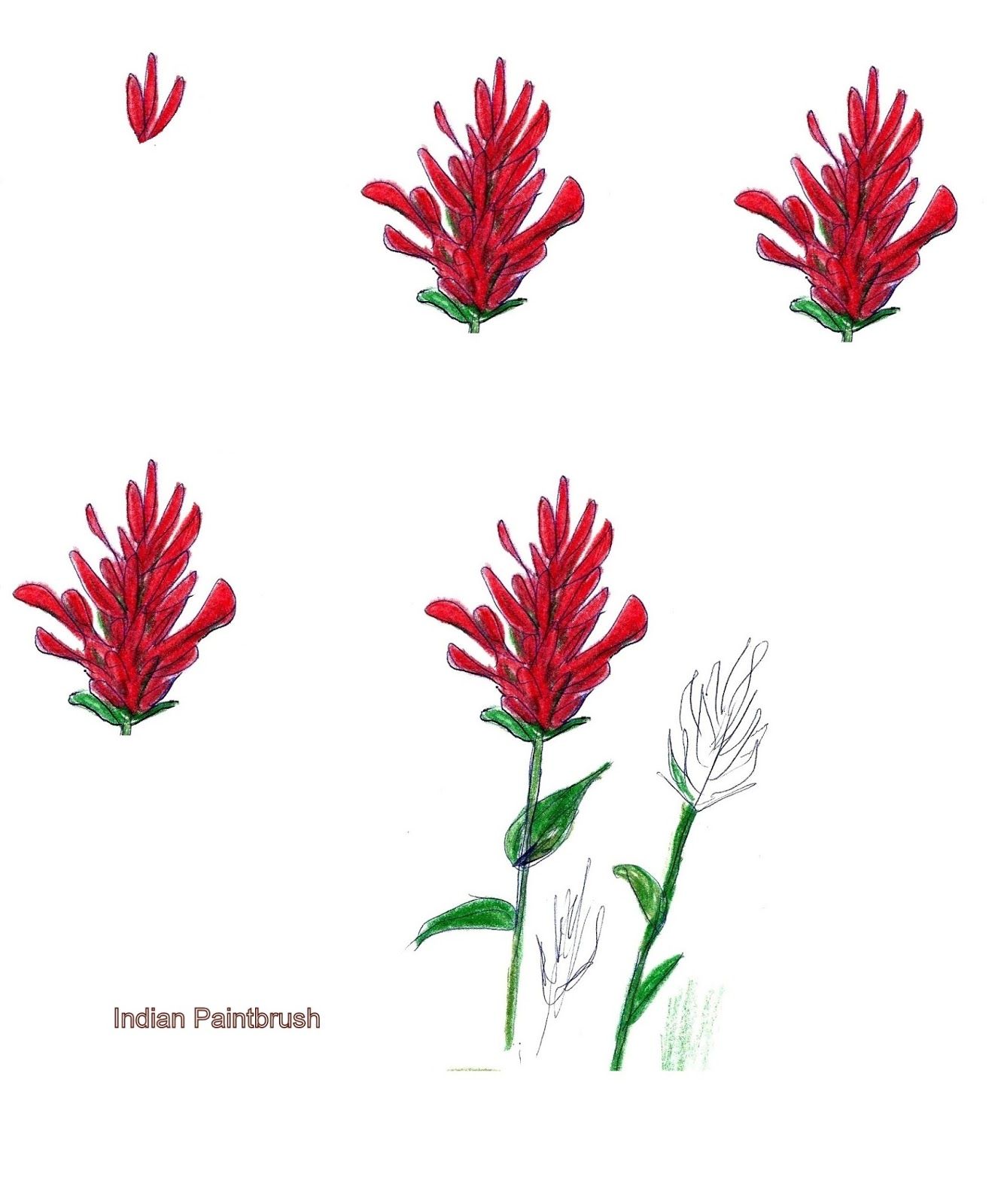 1334x1600 indian paintbrush flowers art class ideas art tx ideas - Indian Paintbrush Drawing