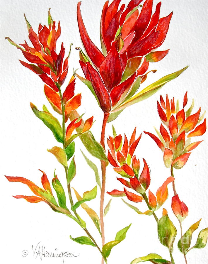 710x900 indian paintbrush painting - Indian Paintbrush Drawing