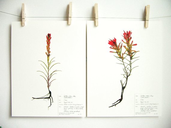 570x428 indian paintbrush print set botanical print southwestern etsy - Indian Paintbrush Drawing