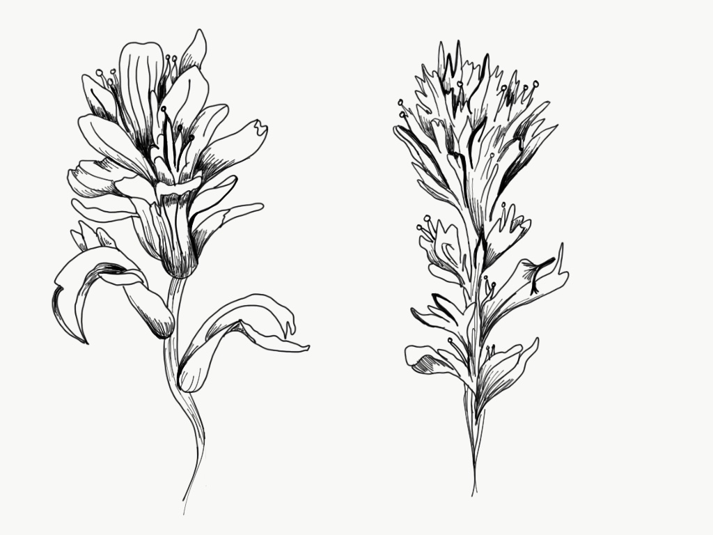 Indian Paintbrush Drawing at Explore collection of