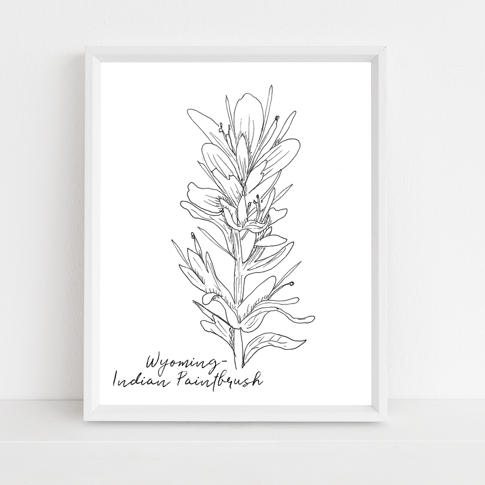 970x970 indian paintbrush wyoming state flower illustration journey home - Indian Paintbrush Drawing