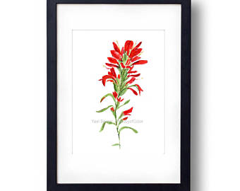 340x270 indian paintbrush etsy - Indian Paintbrush Drawing
