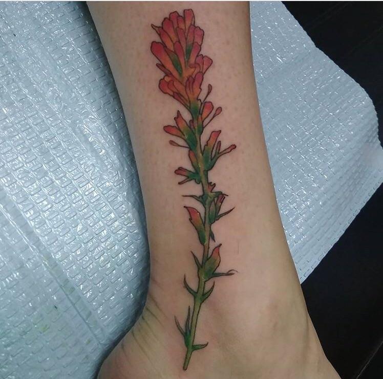 748x741 my indian paintbrush done - Indian Paintbrush Drawing