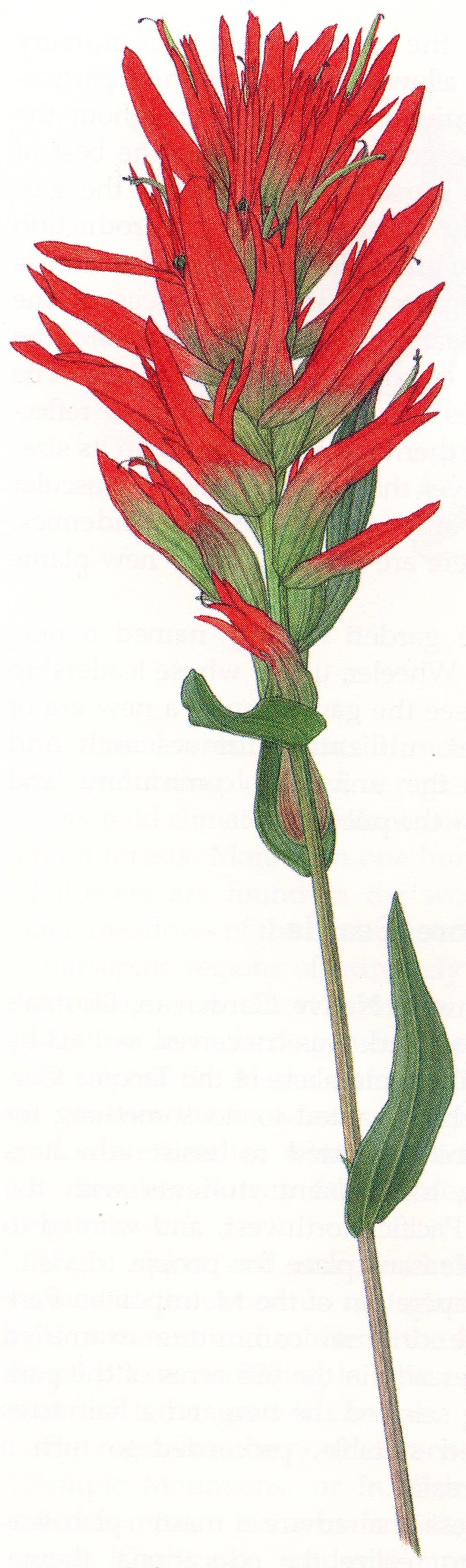 1080x3630 pacific horticulture society gardening with wildflowers - Indian Paintbrush Drawing