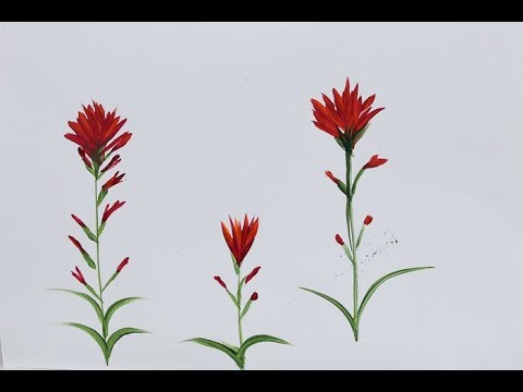480x360 paint indian paintbrush one stroke - Indian Paintbrush Drawing