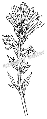 199x500 scarlet paintbrush, castilleja miniata nancy seiler - Indian Paintbrush Drawing