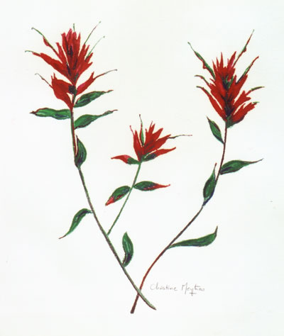 400x474 still life and other - Indian Paintbrush Drawing