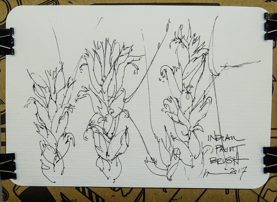 950x692 indian paintbrush d katie powell art - Indian Paintbrush Drawing