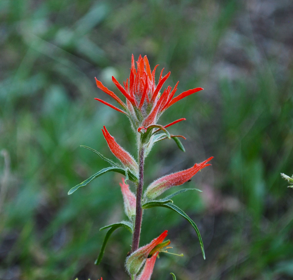 980x936 wyoming state flower indian paintbrush - Indian Paintbrush Drawing