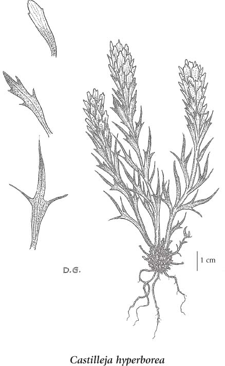 438x712 castilleja hyperborea - Indian Paintbrush Drawing
