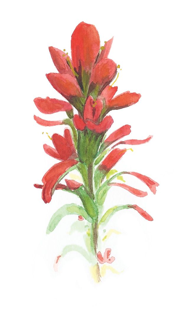 600x1074 indian paintbrush watercolor painting - Indian Paintbrush Drawing