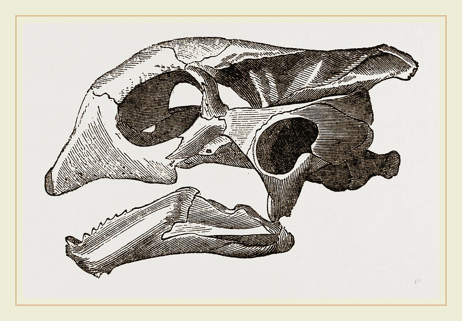 900x627 Skull Of Indian Tortoise Drawing - Indian Skull Drawing