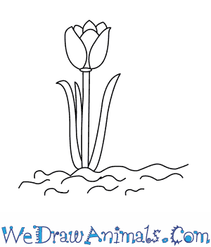 300x350 how to draw a tulip tree - Indiana Drawing